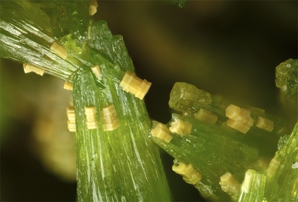Pyromorphite - La Nuizière (mine) - Chénelette -  Villefranche-sur-Saône - Rhône