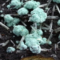 Malachite Mimetite - mine du Rouez - Tennie - Sarthe