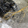 Ménéghinite dans Quartz -  Entre Deux Roches -  Massif de la Lauzière - Savoie