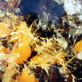 Rutherfordine -  Mas d'Alary - Lodève - Hérault