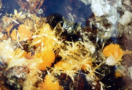 Rutherfordine -  Mas d'Alary - Lodève - Hérault