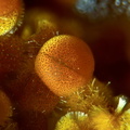 Cacoxenite - Fumade - Castelnau de Brassac - Fontrieu - Castres - Tarn