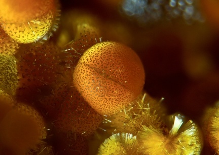 Cacoxenite - Fumade - Castelnau de Brassac - Fontrieu - Castres - Tarn