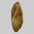 Calcite - Plage de la Mine d'Or - Penestin - Morbihan - FP - Taille 1,1mm