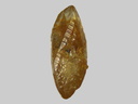 Calcite - Plage de la Mine d'Or - Penestin - Morbihan - FP - Taille 1,1mm
