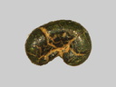 Glauconite