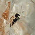 Opale - Mont Croustet - Ceyssac - Le Puy-en-Velay - Haute-Loire - FP - Champ 2,8mm