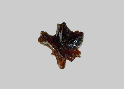 Rutile - Le Maroni - Maripasoula - Guyane - FP - Taille 0,4mm