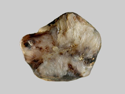 Sillimanite - L’Allier - Neuvy - Allier - FP - Taille 4mm