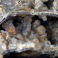 Opale Parsonsite - Gagnol - Lachaux - Puy-Guillaume - Puy de Dôme
