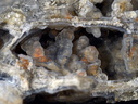 Mine Gagnol
