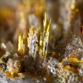 Wakabayashilite - Jas Roux - La Chapelle en Valgaudemard - Hautes-Alpes