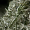 Diopside - Groire -Murol - Puy de Dôme