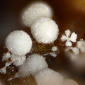 Strengite - Les Montmins - Échassières - Allier