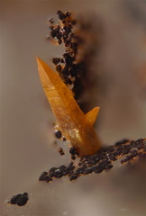 Wulfenite - Lantignié - Beaujeu - Rhône