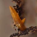Wulfenite - Lantignié - Beaujeu - Rhône