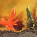 Crocoite Pyromorphite - Le Cantonnier - Nontron - Dordogne