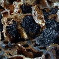 Coronadite - Les Montmins - Échassières - Ébreuil - Allier