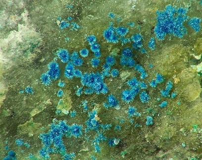 Connellite - La Finosa - Ghisoni - Haute Corse