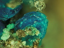 Yvonite - Pushcharovskite - Mas Cabardès - Salsigne - Carcassonne - Aude