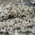 Guérinite Picropharmacolite - L'Eguisse - Duranus - Alpes-Maritimes