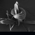 Hematite  - Goethite - Falgayrolles - Monteils - Aveyron