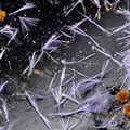 Elyite Ludlockite - Les Rats - Le Crozet - Loire