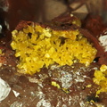 Gartrellite - Falgayrolles - Monteils - Aveyron