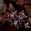 Cuprite Cuivre -  Les Rats - le Crozet - loire