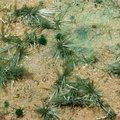 Olivenite - Cap Garonne - Le Pradet - Var