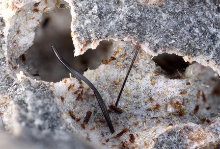 Pseudobrookite - Carrière des Châtelaunoux - Mazaye - Puy de Dôme