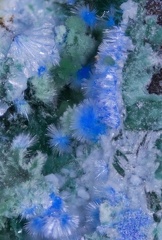 Cyanotrichite - Valcroze - Alzon - Gard