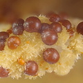 Cacoxenite sur wavellite - Fumade - Castelnau de Brassac - Fontrieu - Castres - Tarn