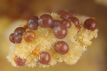 Cacoxenite sur wavellite - Fumade - Castelnau de Brassac - Fontrieu - Castres - Tarn