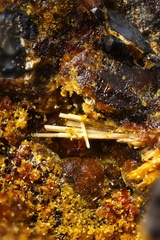 Ferristrunzite - Fumade - Castelnau de Brassac - Fontrieu - Castres - Tarn
