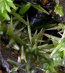 Pyromorphite - La Maladrerie - Villefranche de Rouergue - Aveyron