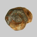 Biotite - La Gagne - La Tour d'Auvergne - Puy-de-Dôme - FP -  Taille 1,5mm