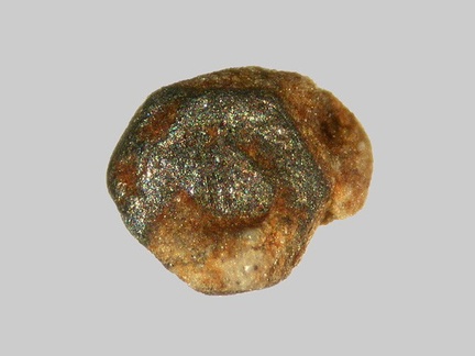 Biotite - La Gagne - La Tour d'Auvergne - Puy-de-Dôme - FP -  Taille 1,5mm