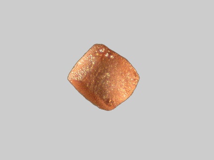 Grenat - Plage de Kerleven - Fouesnant - Finistère - FP -  Taille 0,3mm