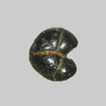 Glauconite - La Loire - Gien - Loiret - FP - Taille 0,6mm