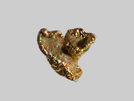 Or - Le Maroni - Maripasoula - Guyane - FP - Taille 0,4mm