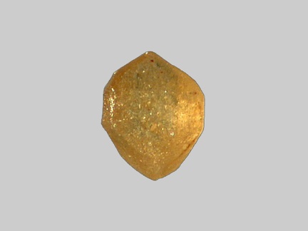 Monazite - La Gartempe - Villedary - Saint-Victor-en-Marche - Creuse - FP - Taille 0,4m