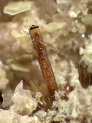 Vésuvianite - canari - Haute Corse