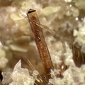 Vésuvianite - canari - Haute Corse