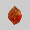 Olivine - Ruisseau de Cizières - Saint-Eble - Haute-Loire - FP - Taille 0,7mm
