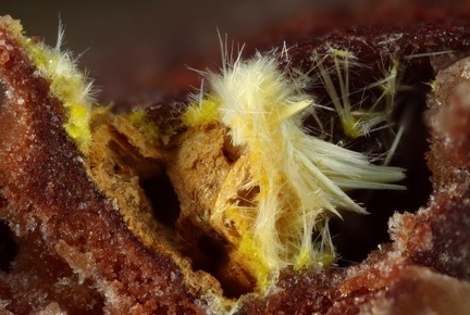 Studtite Phosphuranylite - Bel Air -  La Chapelle-Largeau - Mauléon - Bressuire - Deux-Sèvres