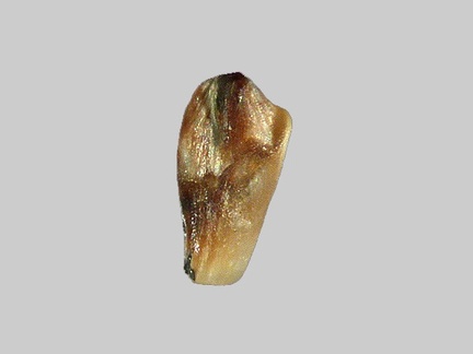 Sillimanite - La Loire - Gien - Loiret - FP - Taille 1mm