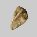 Sillimanite - Plage de Gâvres - Port-Louis - Morbihan - FP - Taille 1,5mm