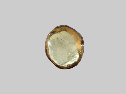 Titanite - Plage des Arènes - Port-Barcarès - Pyrénées-Orientales - FP -Taille 0,35m