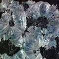 Wavellite -  La Floquerie  - Pannecé - Loire-Atlantique